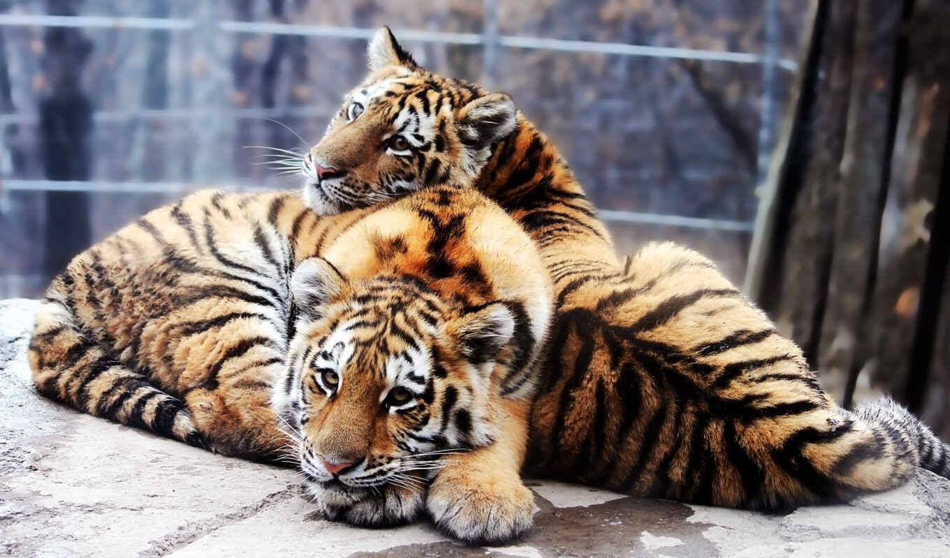 обои, тигр, амурский, ж, altaica, panthera, tigris